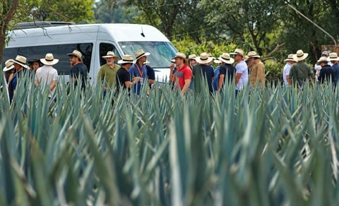 Group of farmers and agricultural experts gathered in an onion or leek field next to a white van for a farm tour or training session